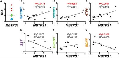 MBTPS1 regulates proliferation of colorectal cancer primarily through its action on sterol regulatory element-binding proteins